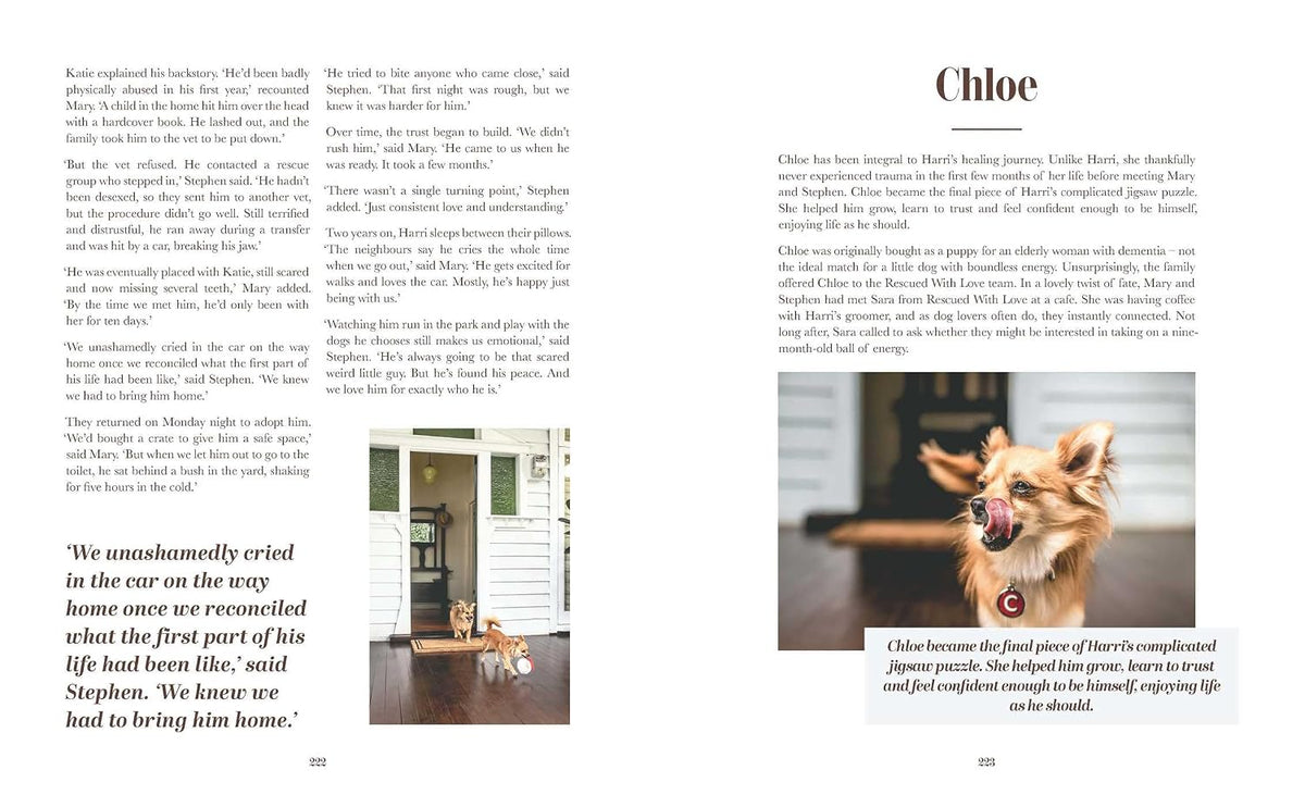Rescue Dogs on Doorsteps