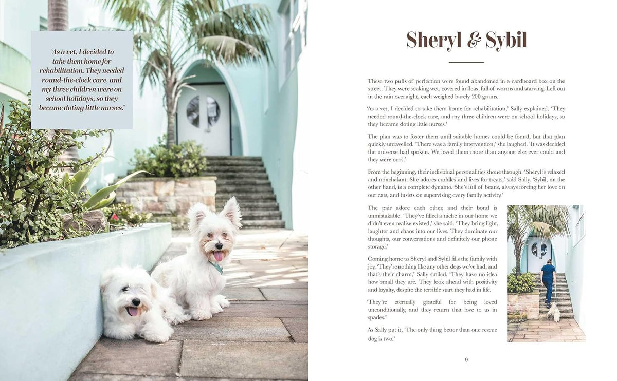 Rescue Dogs on Doorsteps
